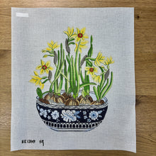  Narcissus in Planter