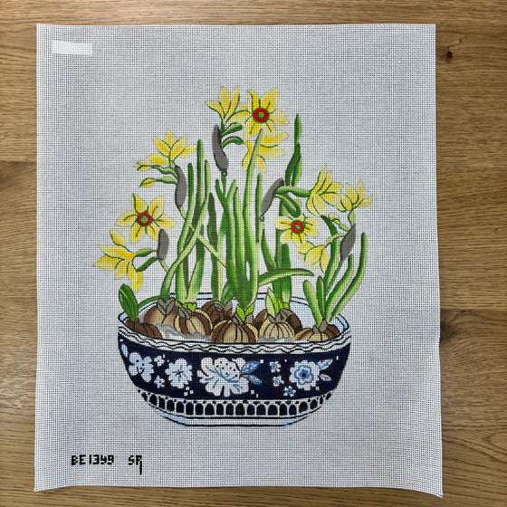 Narcissus in Planter