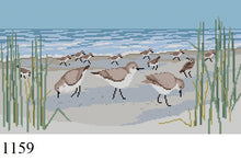  Sanderlings - 13 mesh